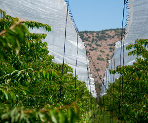 Techos agricolas CORESA