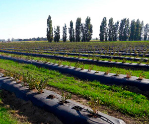 Cobertores agropecuarios CORESA